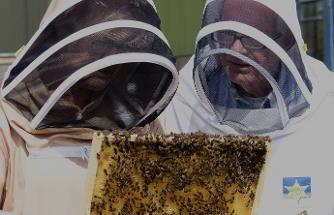 Introduction to beekeeping